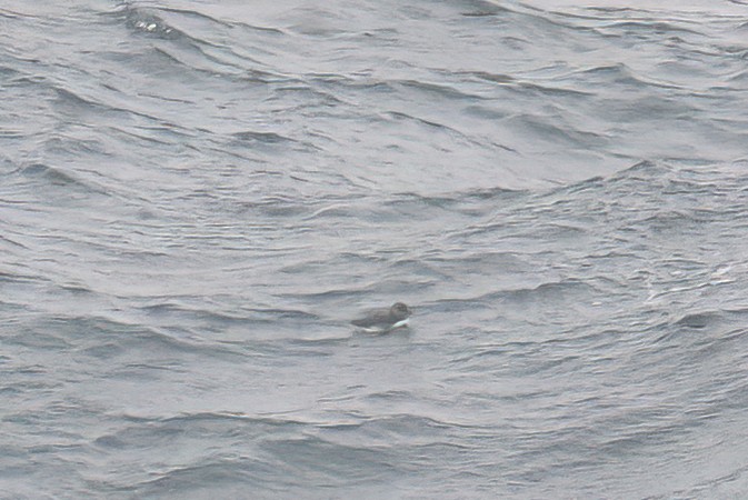 Atlantic Puffin - ML495040731
