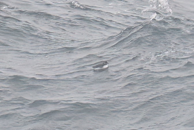 Atlantic Puffin - ML495040741