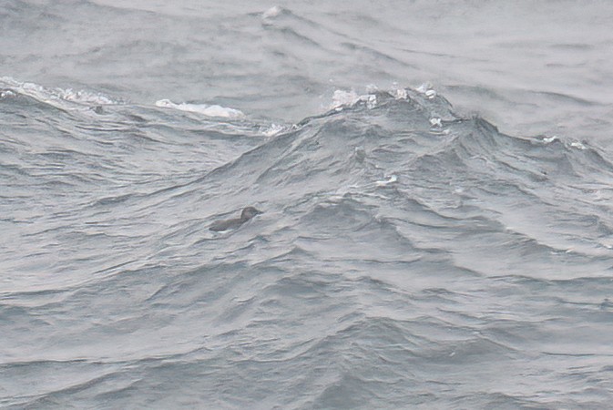 Atlantic Puffin - ML495040751