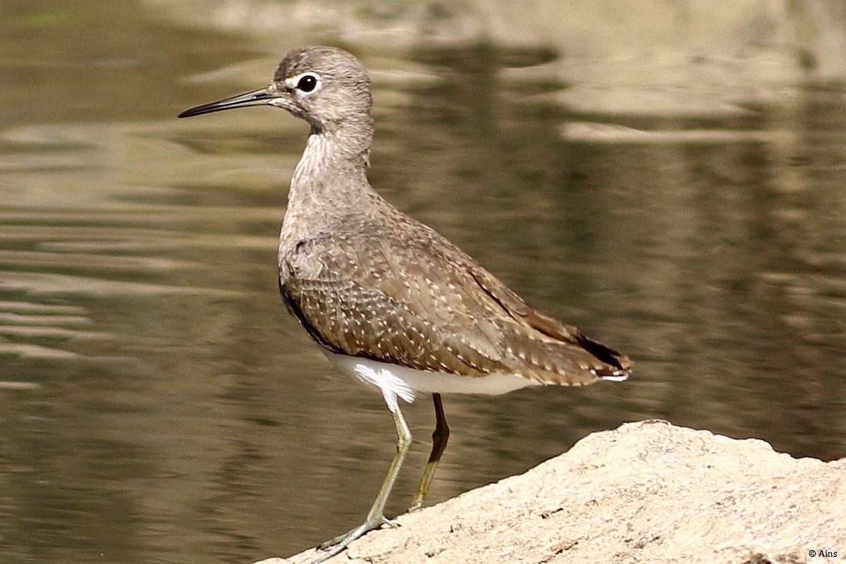 Green Sandpiper - ML495040941