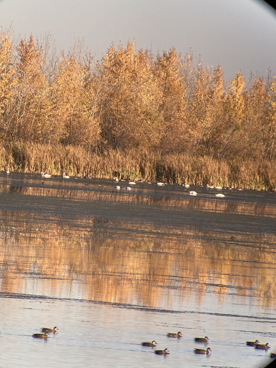 Trumpeter Swan - al mottishaw