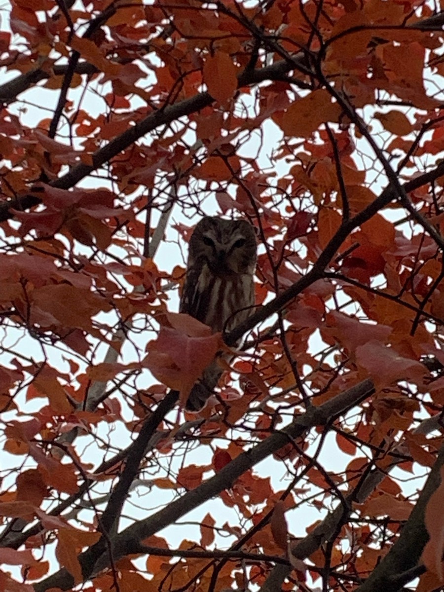 Northern Saw-whet Owl - Lucy Sterba