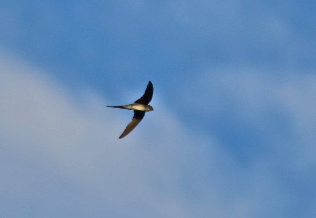 Fork-tailed Palm Swift - ML495042011