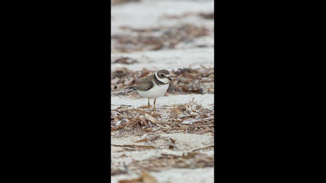 Semipalmated Plover - ML495042101
