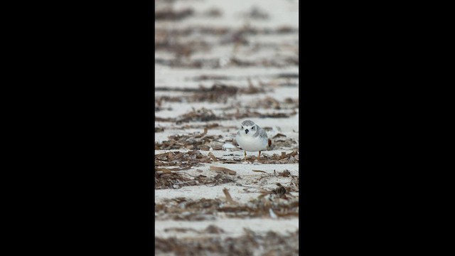 Piping Plover - ML495042261