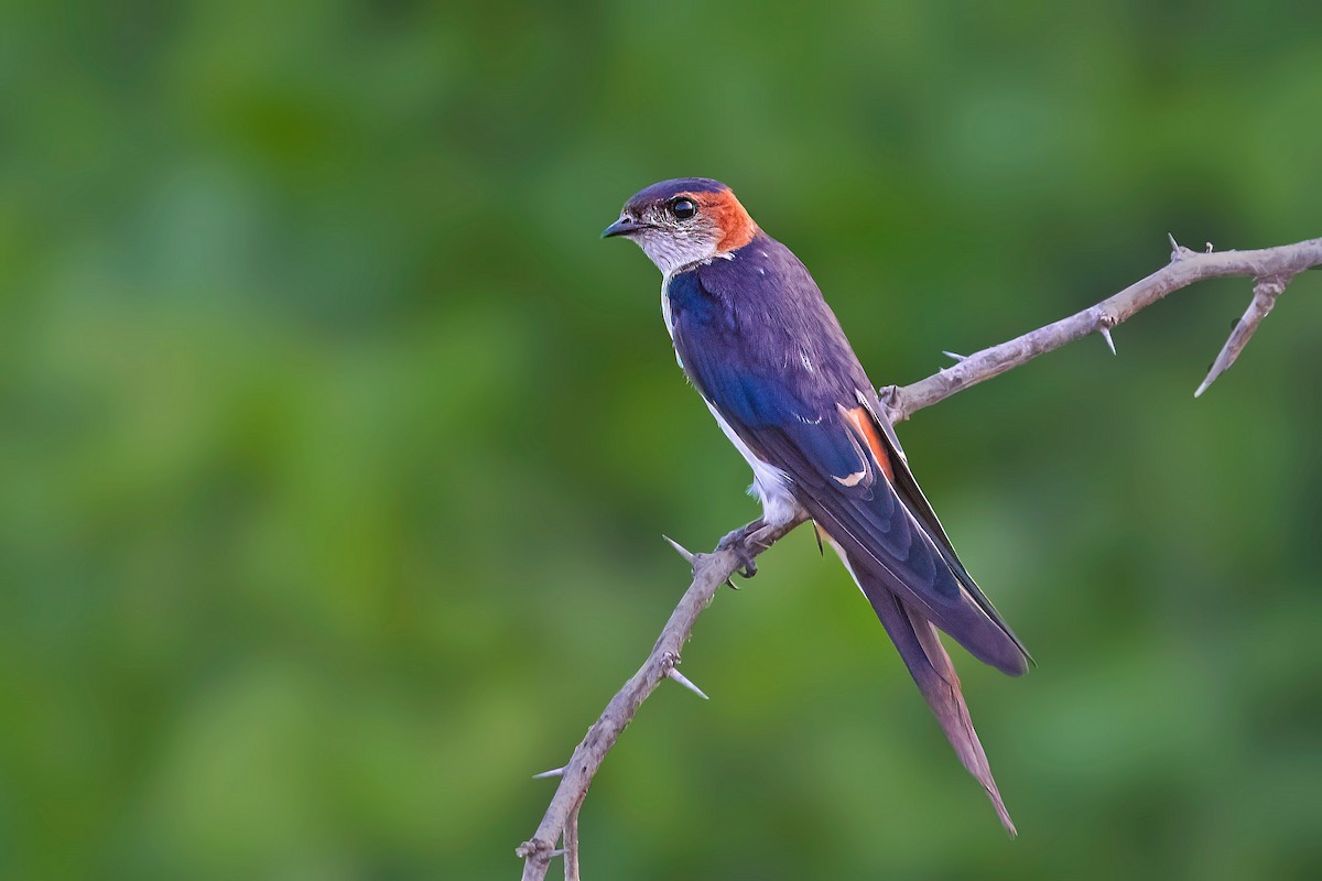 Eastern Red-rumped Swallow (Daurian) - Rajkumar Das