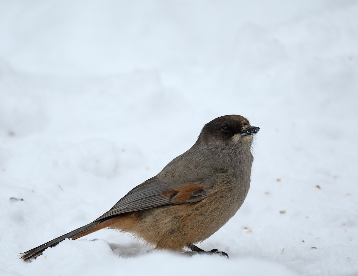 Siberian Jay - ML495043141