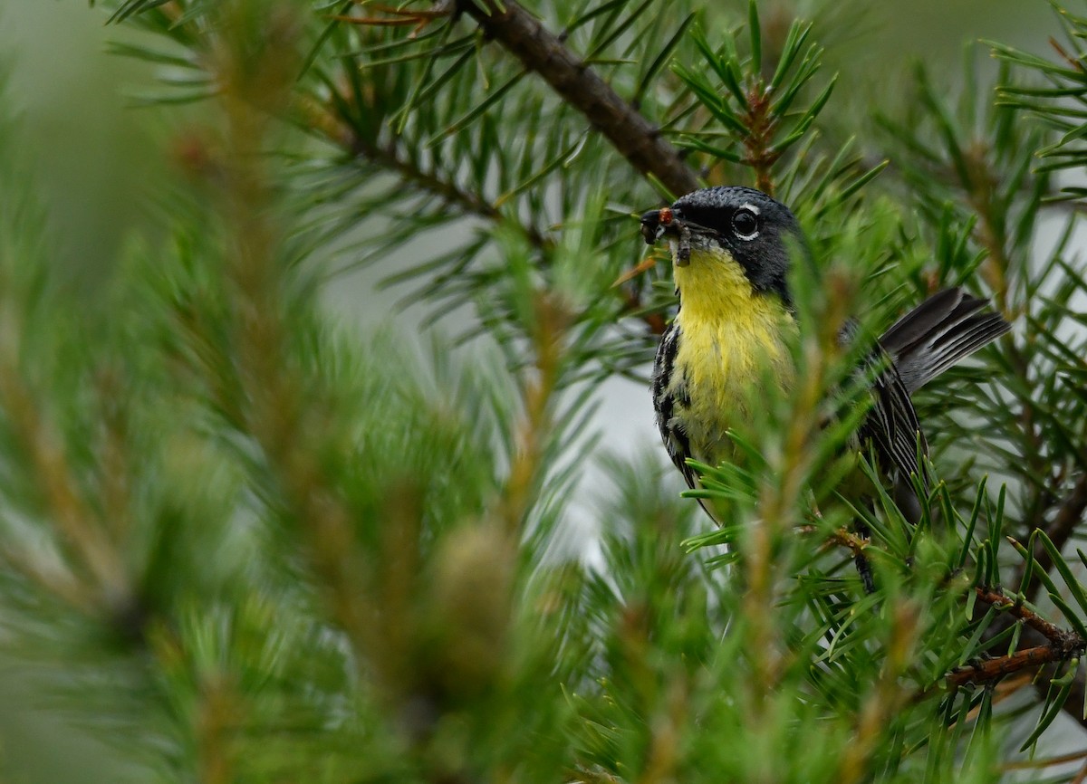 Kirtland's Warbler - ML495044021