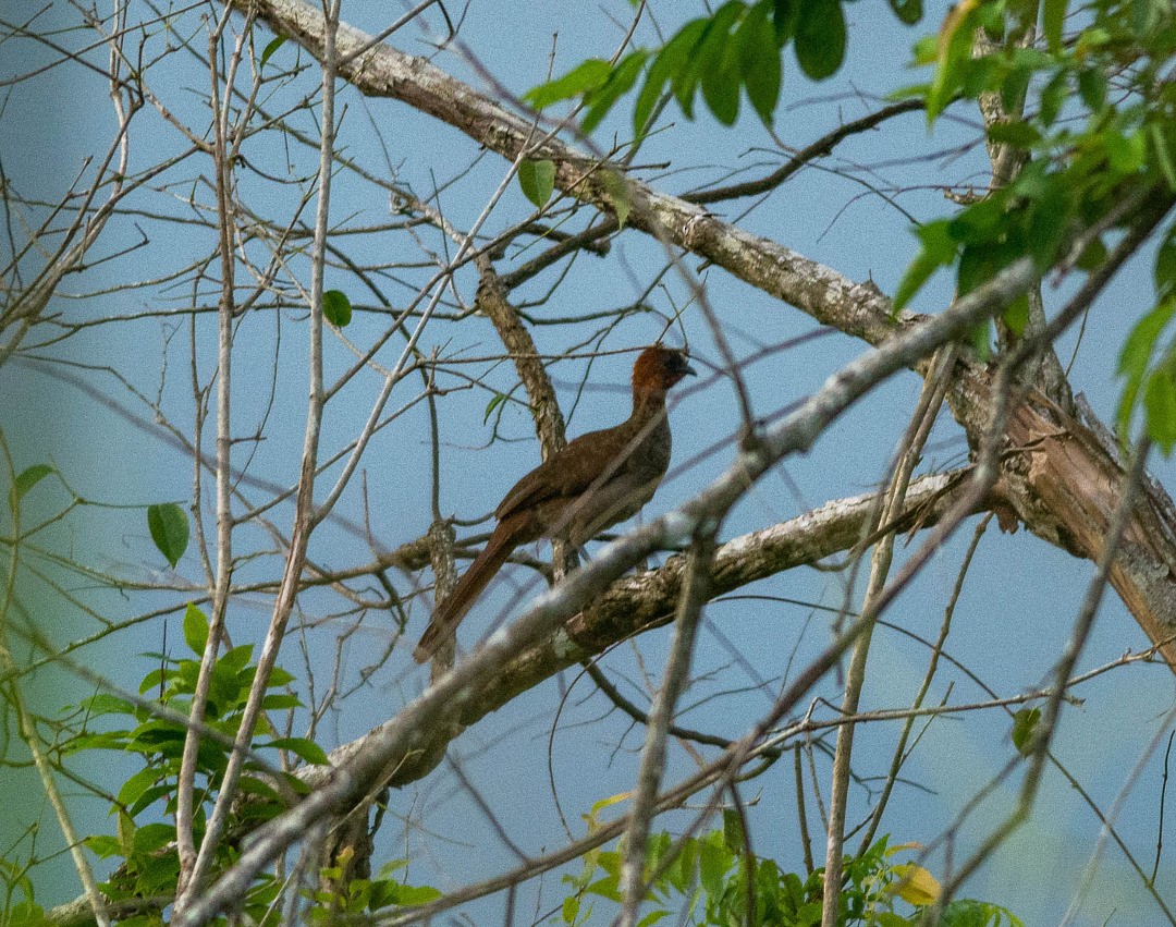 Chachalaca Cabecicastaña - ML495045221