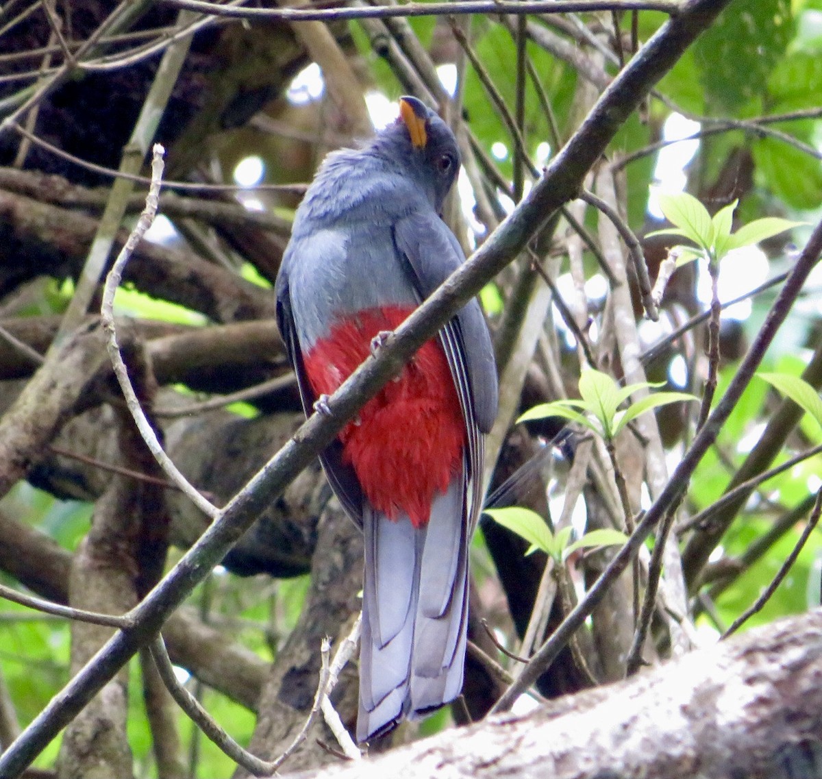 Kara Kuyruklu Trogon - ML495045351