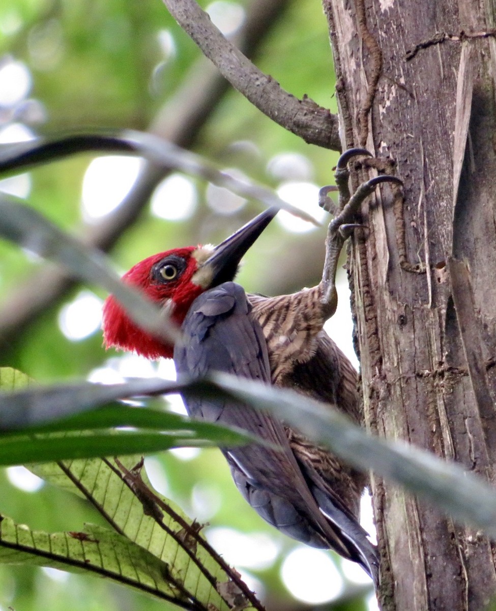 Crimson-crested Woodpecker - ML495045561