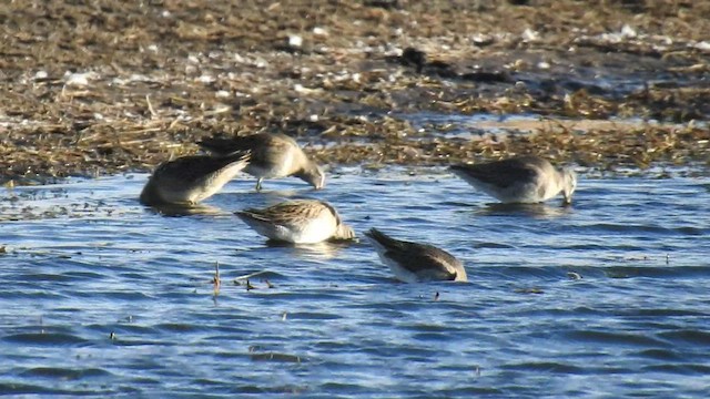 Long-billed Dowitcher - ML495047511