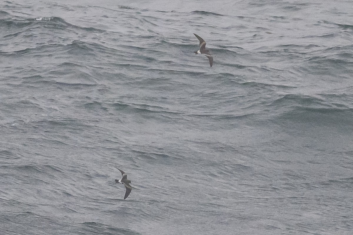 Leach's Storm-Petrel - ML495047821