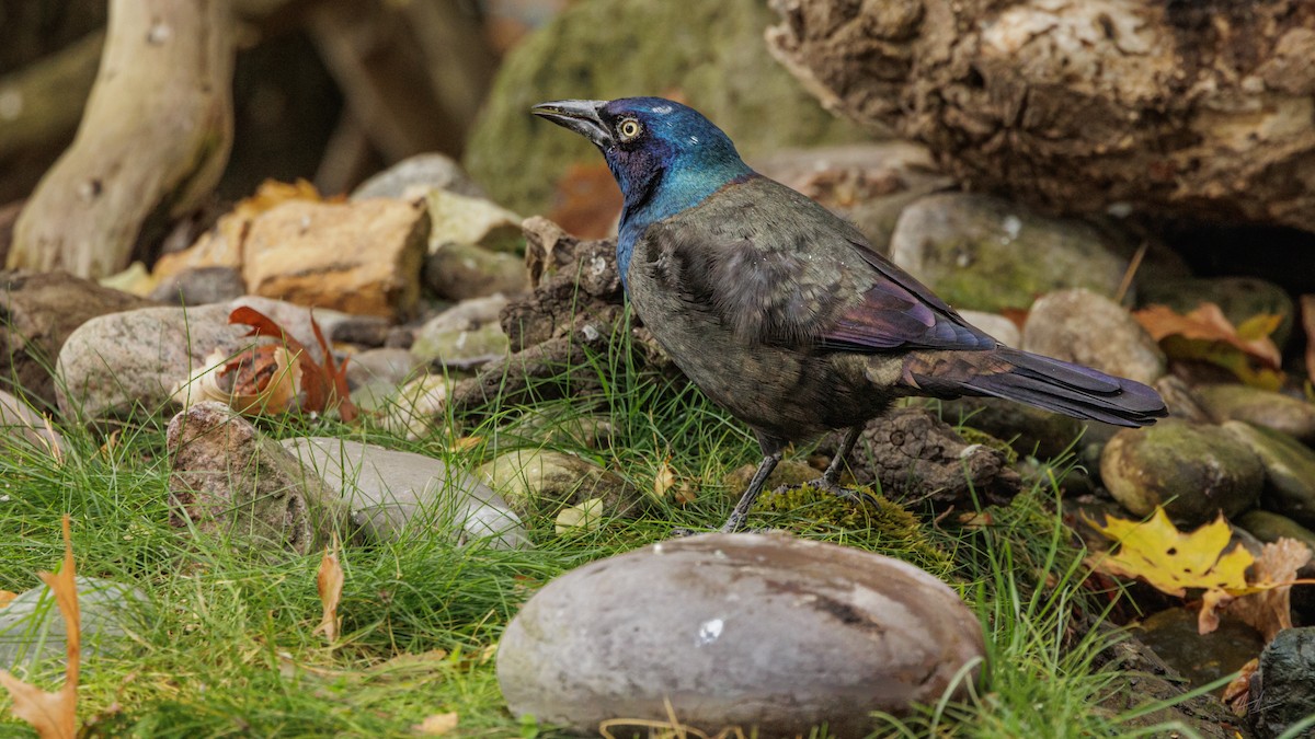 Common Grackle - ML495048831