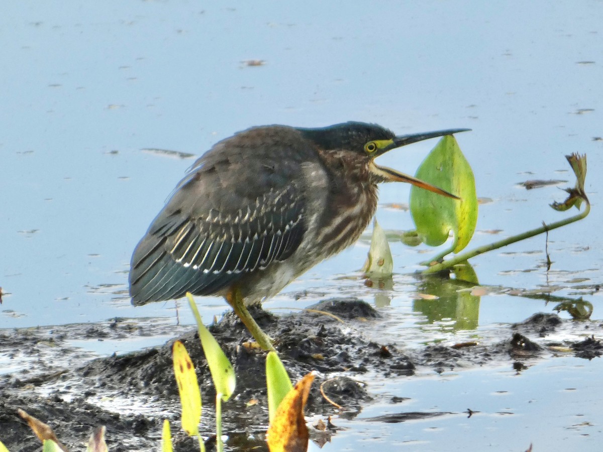 Green Heron - ML495050631