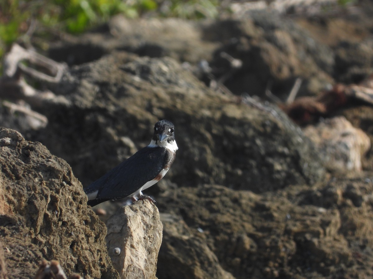 Belted Kingfisher - ML495051401