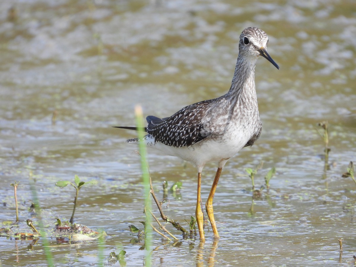 Greater Yellowlegs - ML495052391