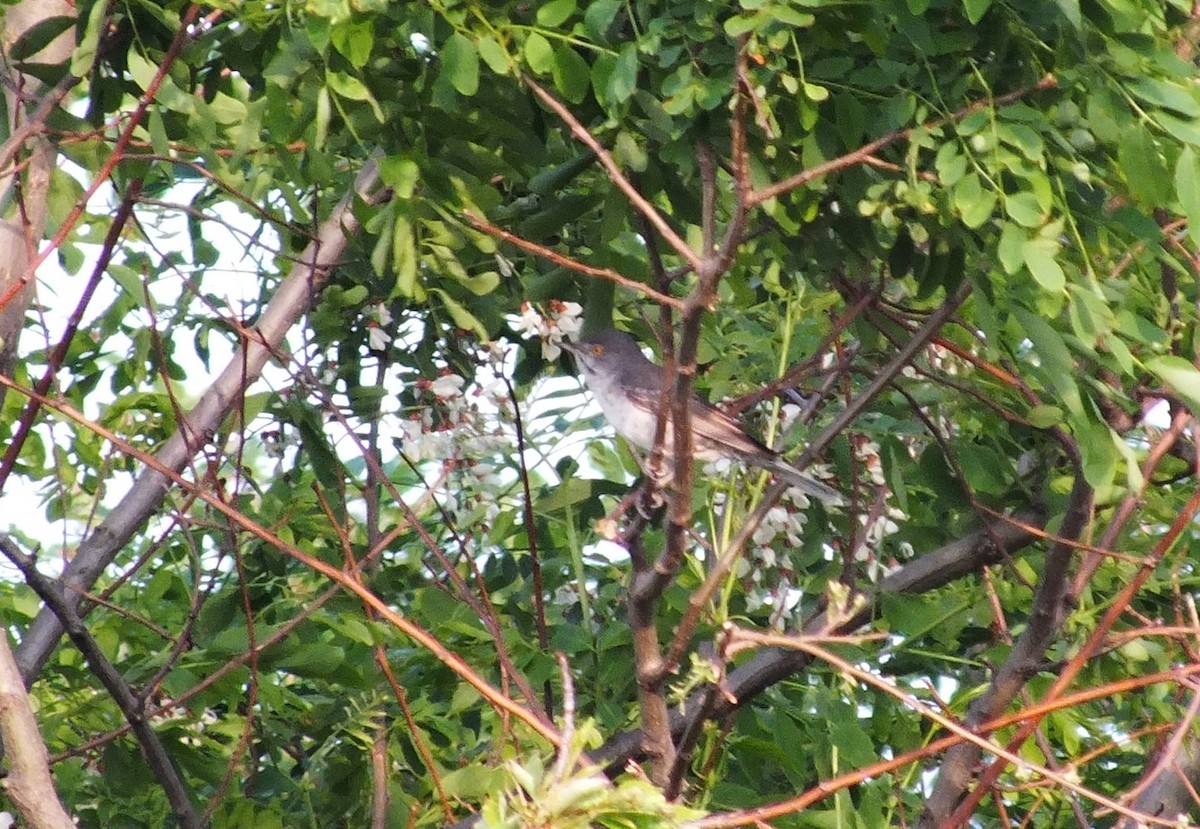 Barred Warbler - ML495052601