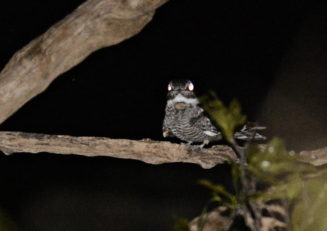 Lesser Nighthawk - ML495052681