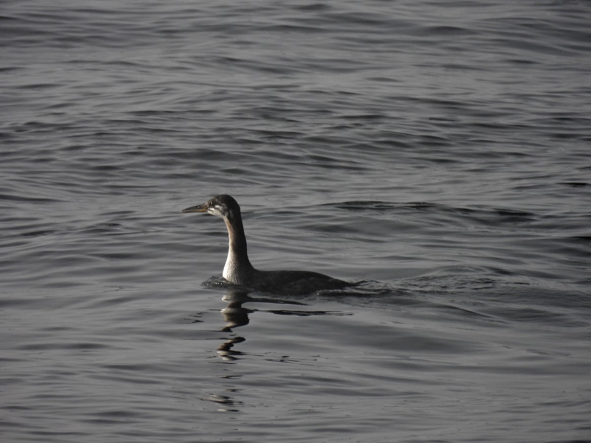 Red-necked Grebe - ML495054361