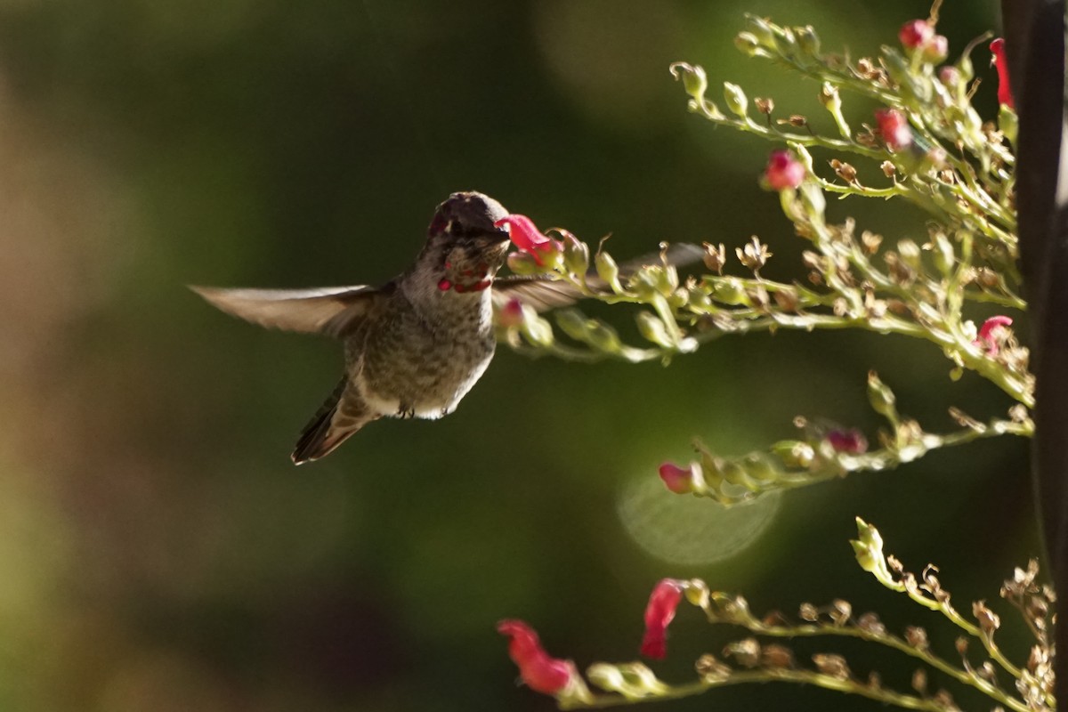 Anna's Hummingbird - ML495054491