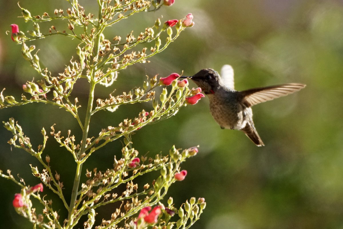 Anna's Hummingbird - ML495054501