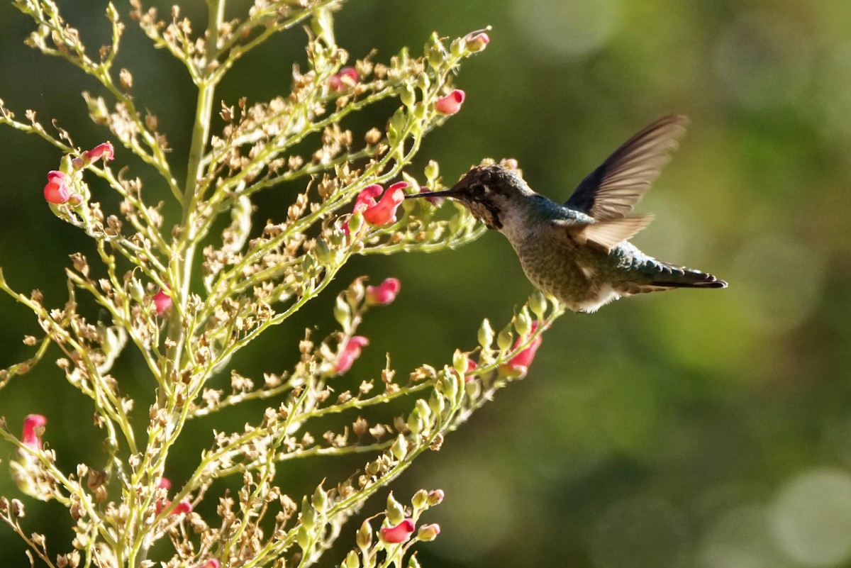 Anna's Hummingbird - ML495054511