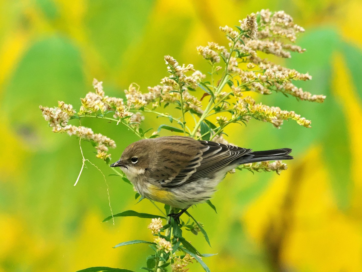 Yellow-rumped Warbler - ML495054671