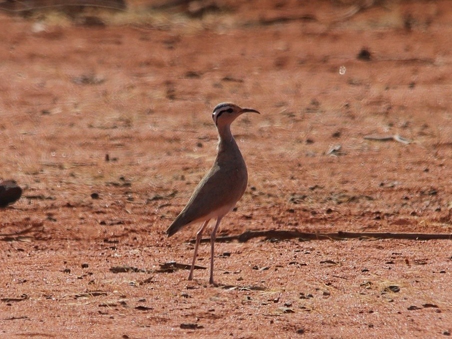 Somali Courser - ML495055351