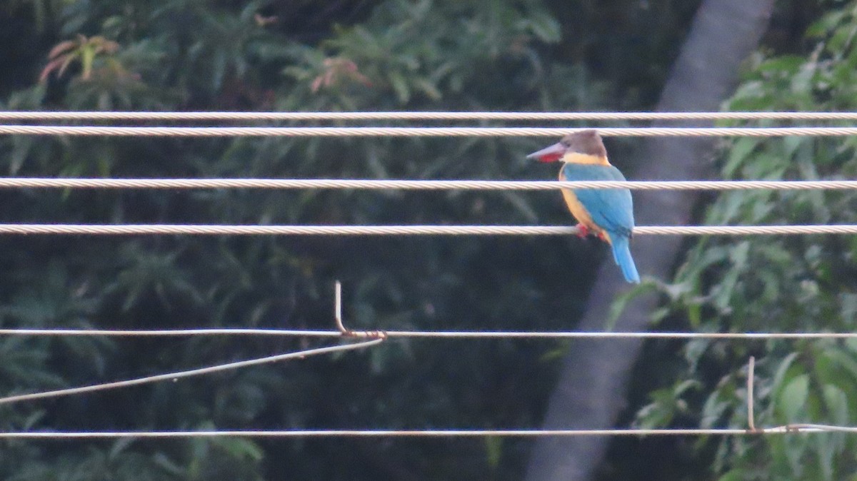 Stork-billed Kingfisher - Arvindh T