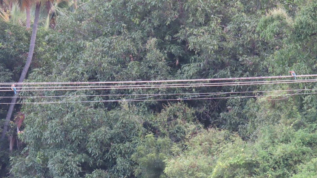 Stork-billed Kingfisher - ML495055891