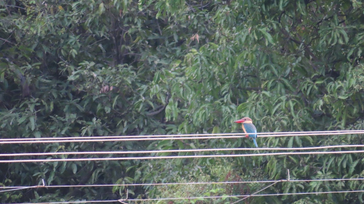 Stork-billed Kingfisher - ML495055901