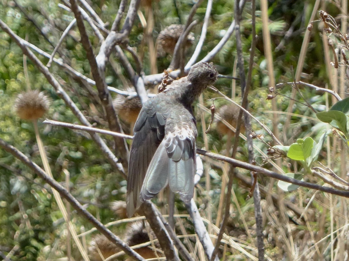 Giant Hummingbird - ML495056231