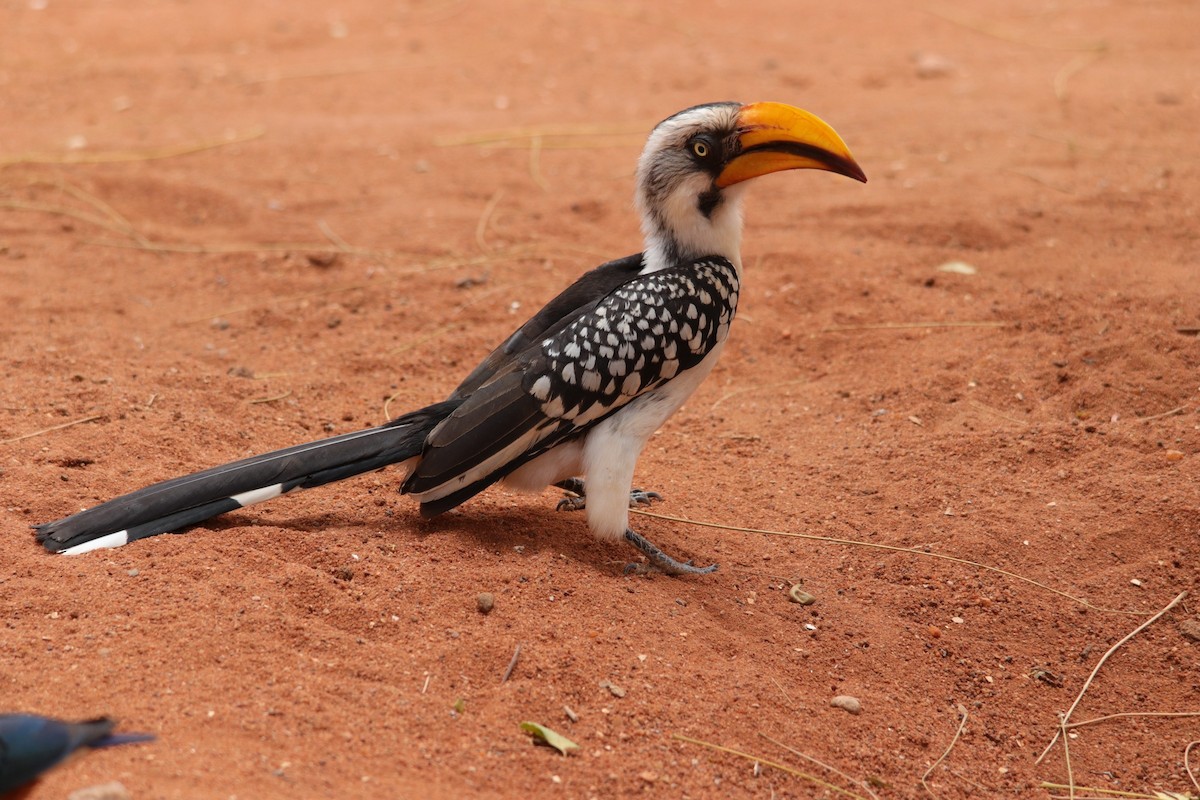 Eastern Yellow-billed Hornbill - Mustafa Adamjee