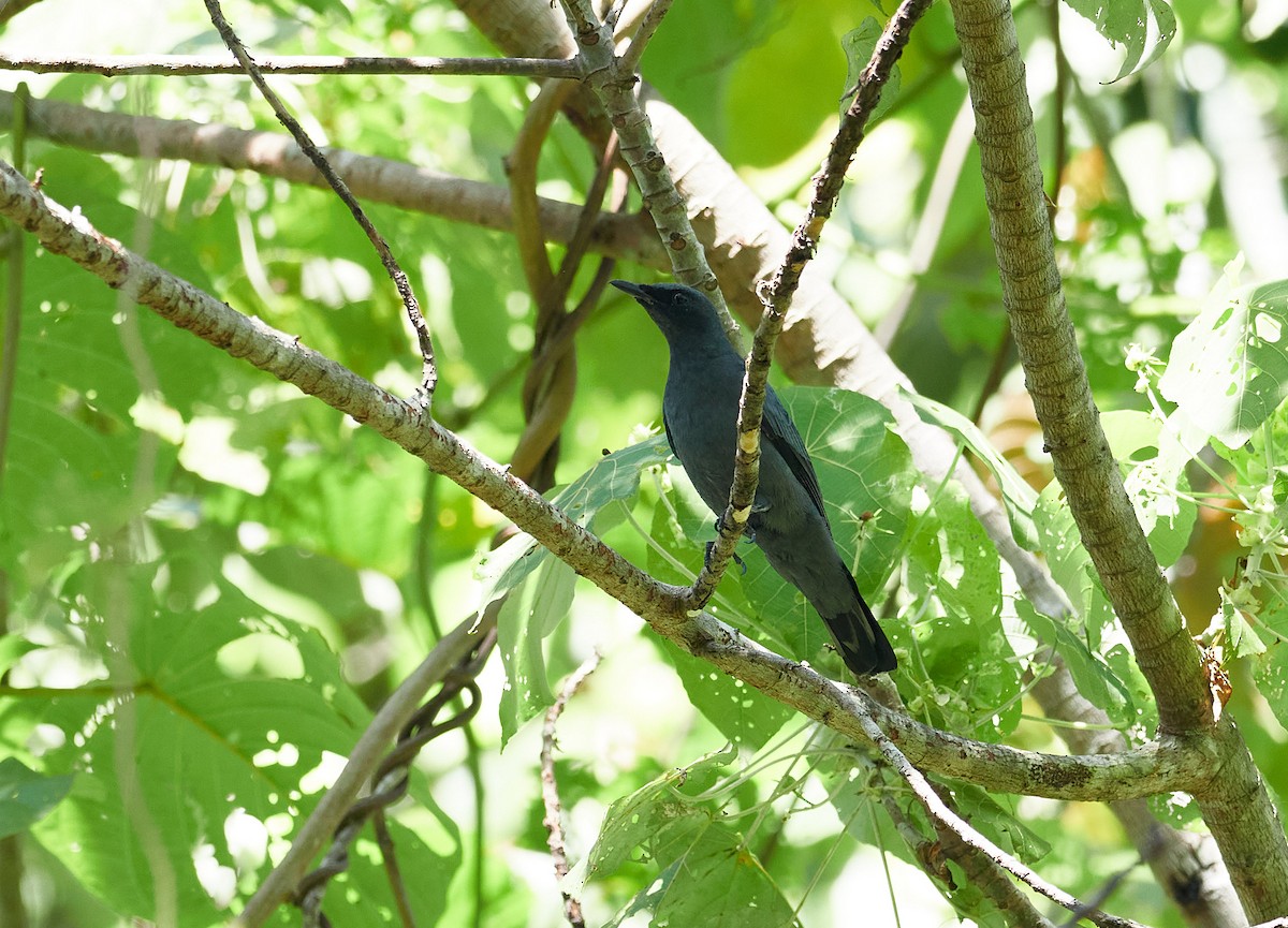 North Moluccan Cicadabird - Andy Taylor