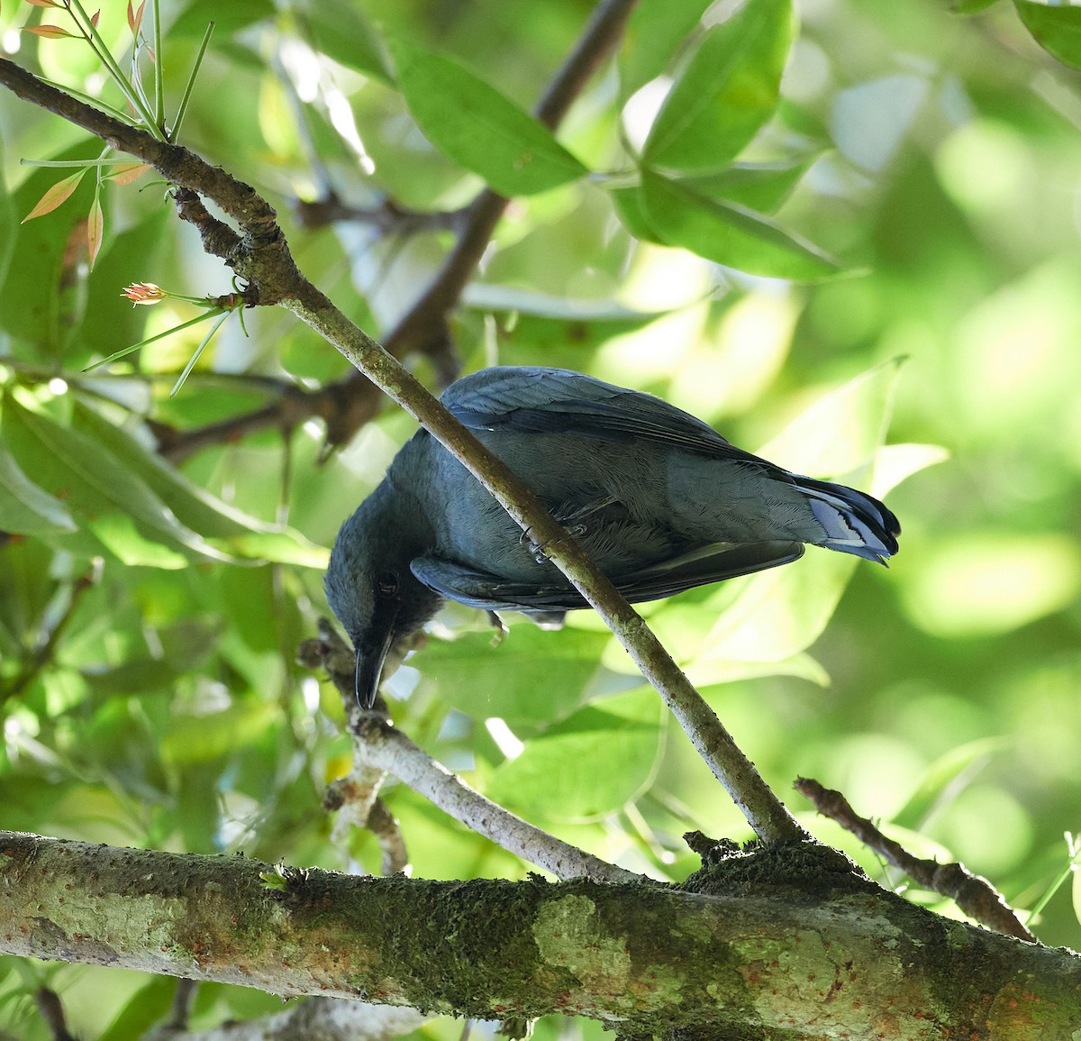 Common Cicadabird - ML495056591