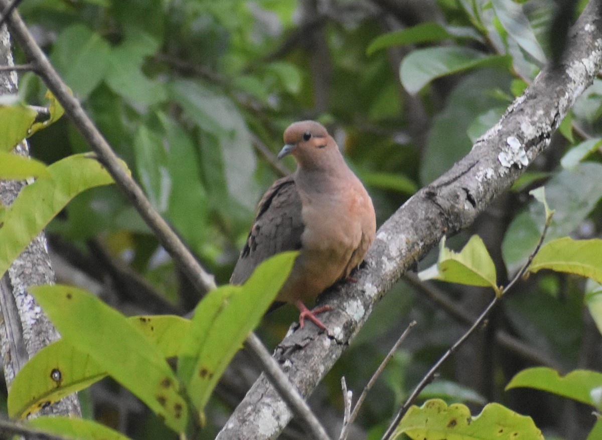 White-tipped Dove - ML495056741