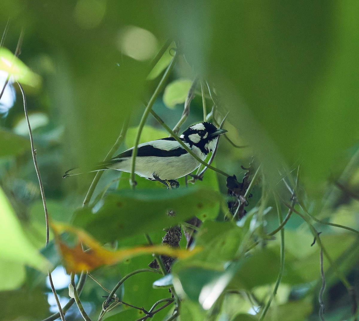 White-naped Monarch - ML495056901