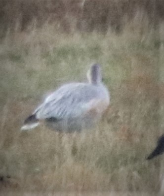 Snow Goose - ML495057141