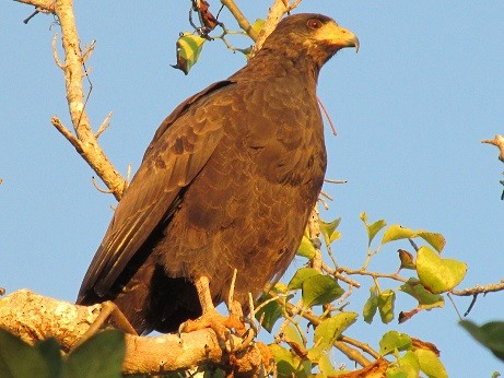 Cuban Black Hawk - Carlos Hernández Peraza