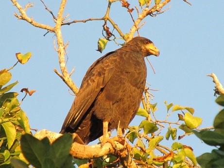 Cuban Black Hawk - ML495057241