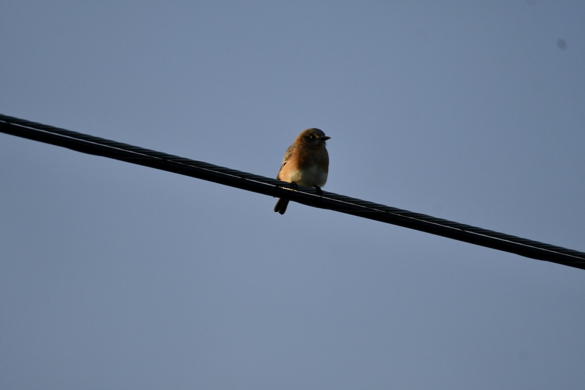 Eastern Bluebird - ML495057831