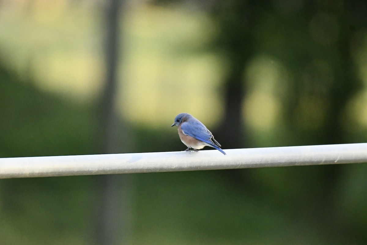 Eastern Bluebird - ML495057841