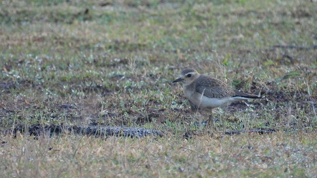 Oriental Plover - ML495058181