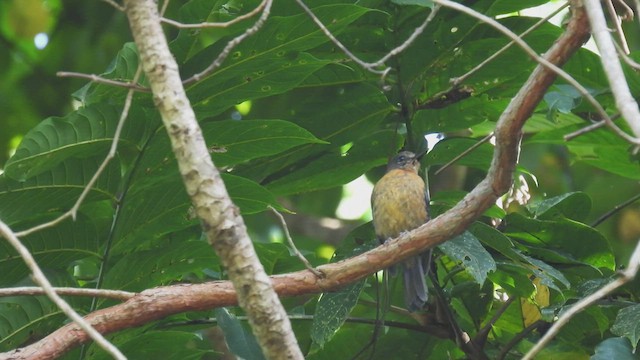 Sulawesi Blue Flycatcher (Tanahjampea) - ML495058671