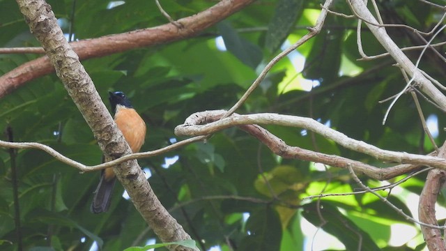 Sulawesi Blue Flycatcher (Tanahjampea) - ML495058691