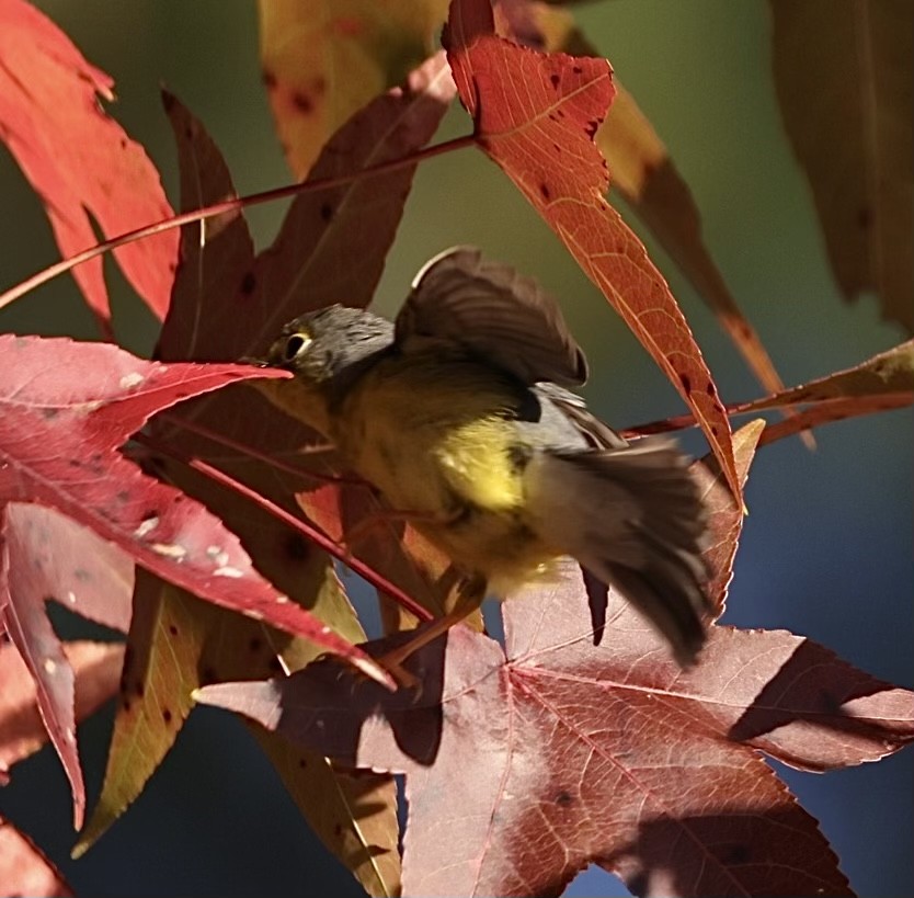 Canada Warbler - ML495058911