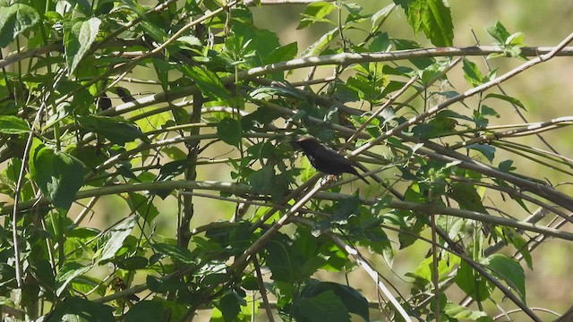 Souimanga de Teijsmann - ML495058921