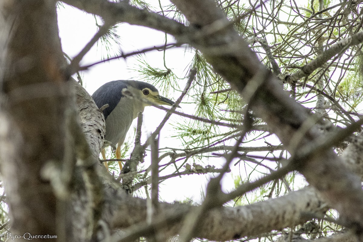 Black-crowned Night Heron - ML495058951