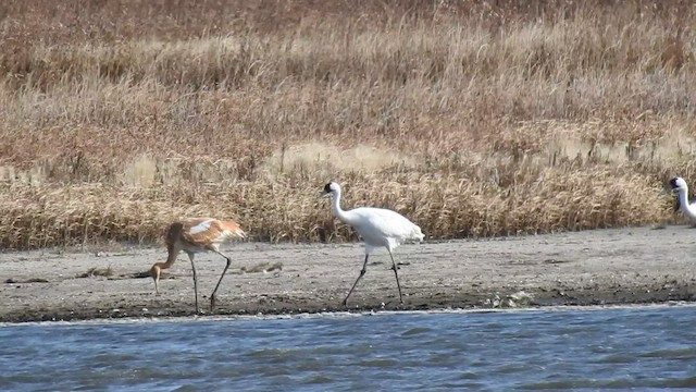 Whooping Crane - ML495059031